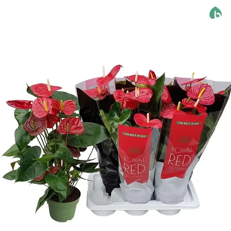 Anthurium Royl `Big Flow` Rosso Vaso 17 cm Fabrieksprijs