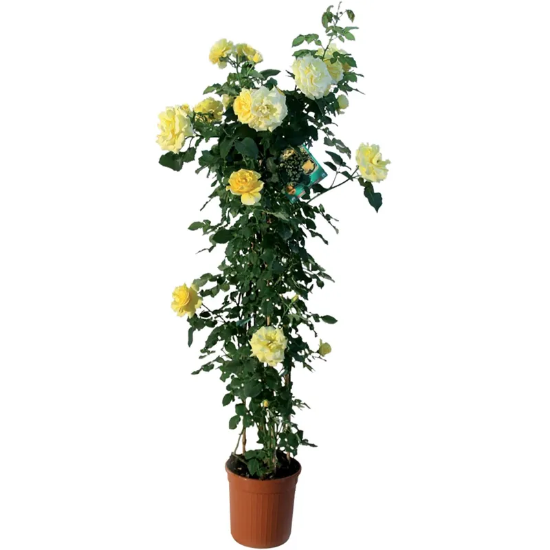 Rosa piramide H 120 cm Flitsaanbieding