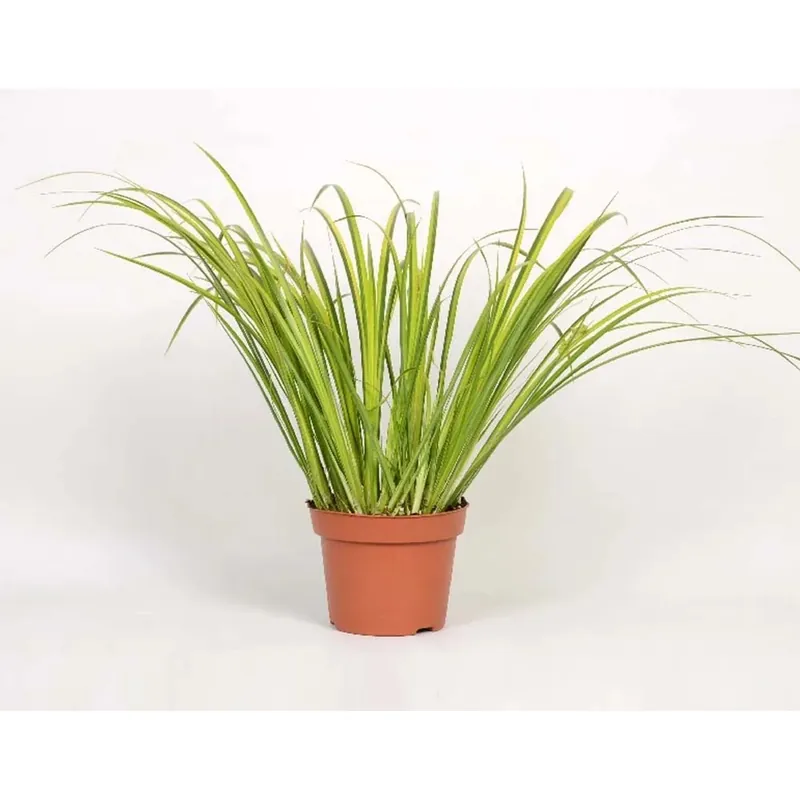 Acorusgrammineusogon Vaso 10,5 cm Superprijs