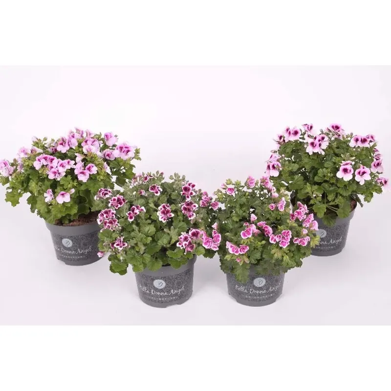 Merkproduct Belladonna Grandi Florum assort. vaso 12 cm