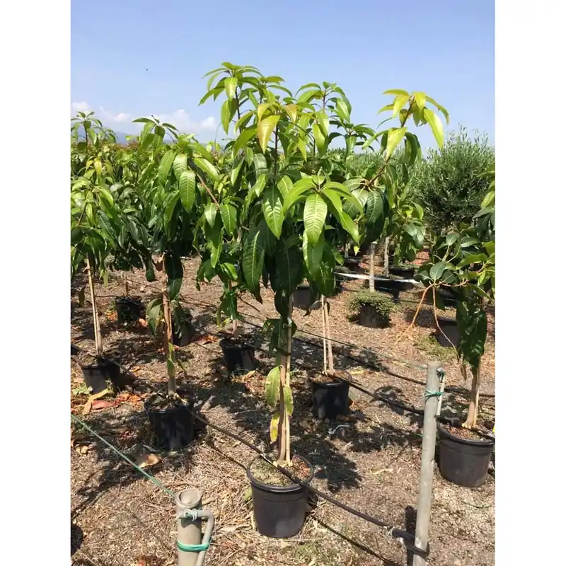 Albero da frutto Mangifera Indica Mango vaso Ø cm 28 Veilige Betaling