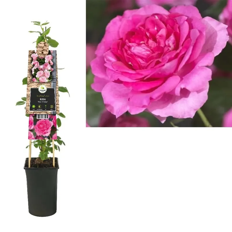 Alleen Vandaag Rosa Chapl Chaplin`s Pink Clim vaso 16 cm