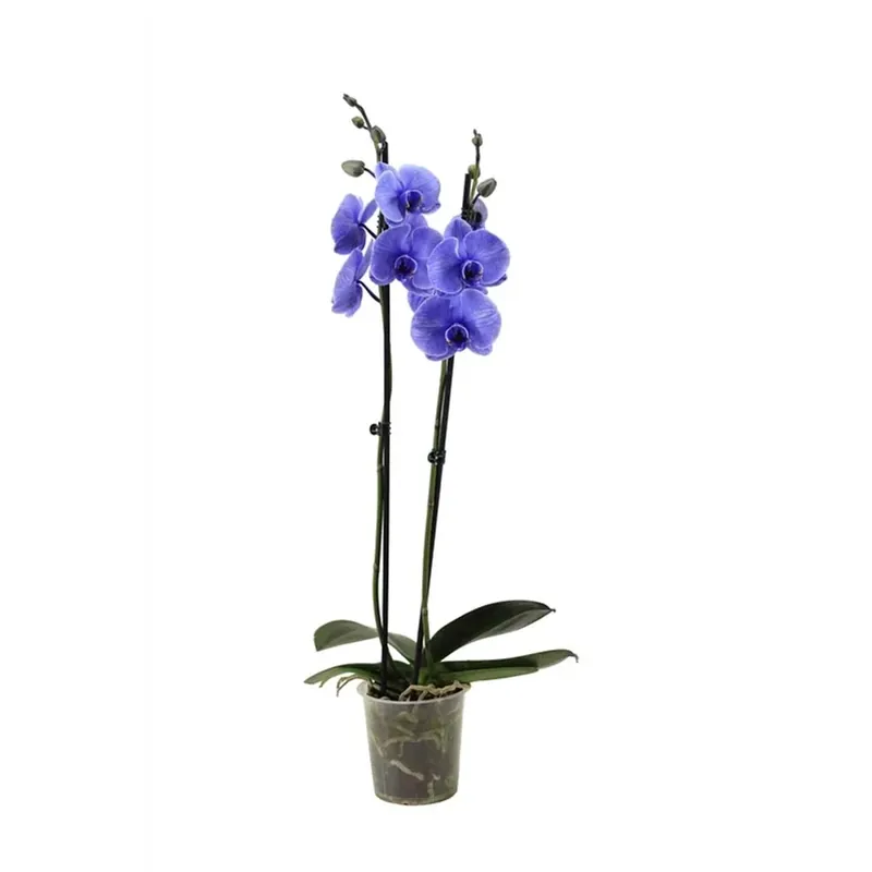 Voordeelprijs Phalaenopsis I Am Tropicana vaso 12 cm