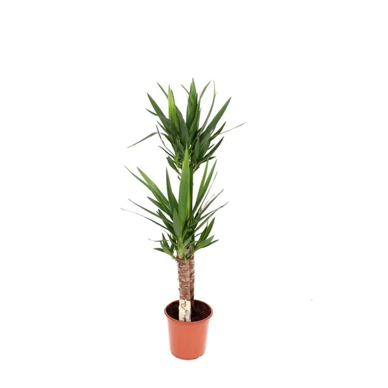 Yucca 90-45 Tronchi vaso 24 cm Favoriet