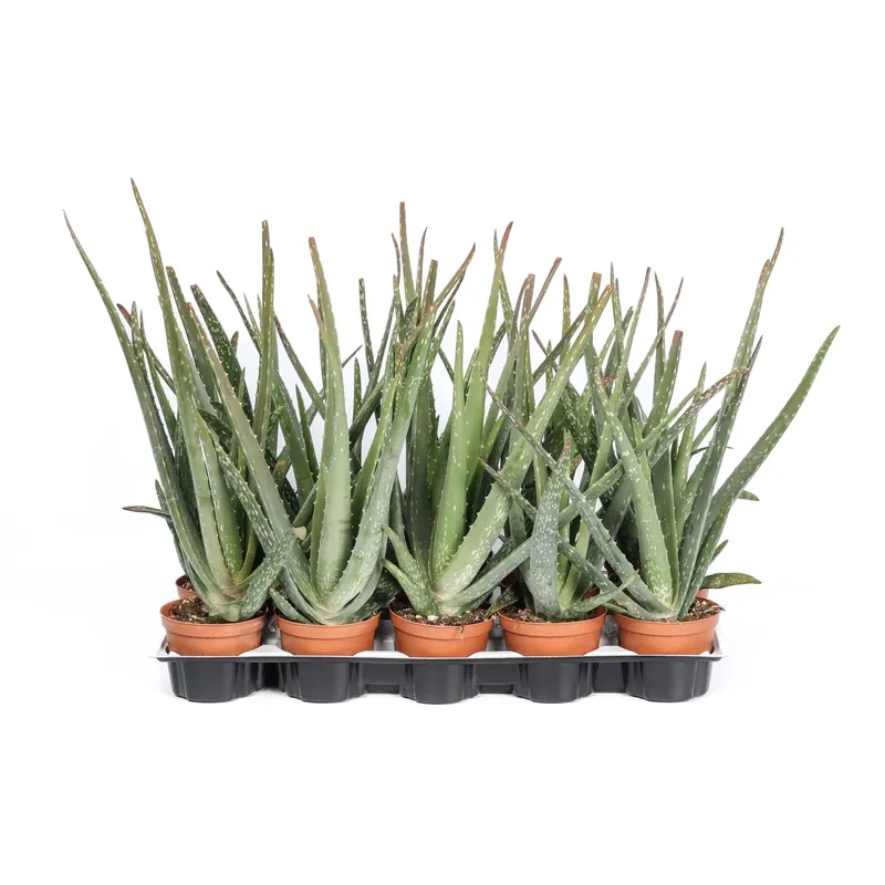 Aloe vera Piante grasse vaso Ø 10,5 cm Must-Have