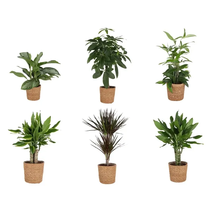Verde Mix Cesto Vaso 17 cm Bestseller