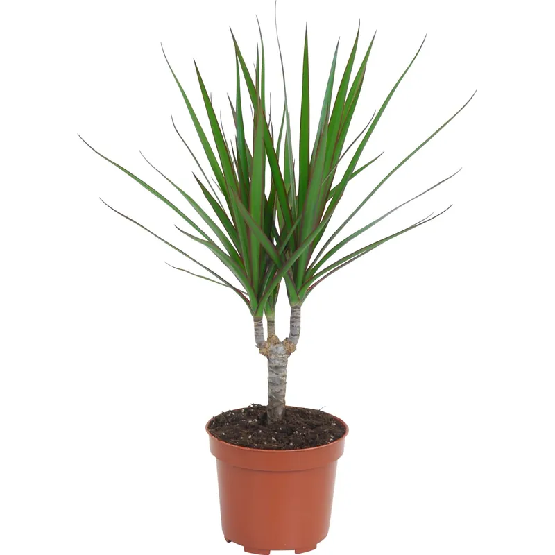 Alleen Vandaag Dracaena marginata vaso Ø 12 cm