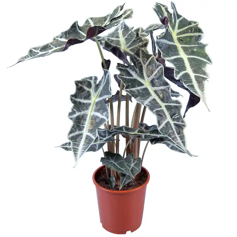 Alocasia vaso Ø 17 cm Populair