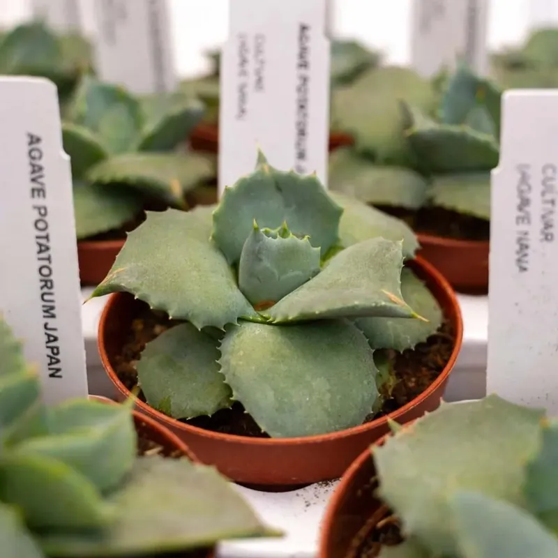 Agave potatorum Japan piante grasse vaso Ø 7,5 cm Beperkt Aanbod