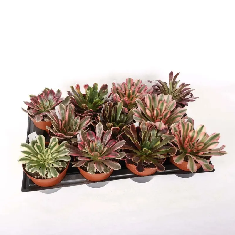 Aeonium piante succulente vaso Ø 12 cm Seizoensaanbieding