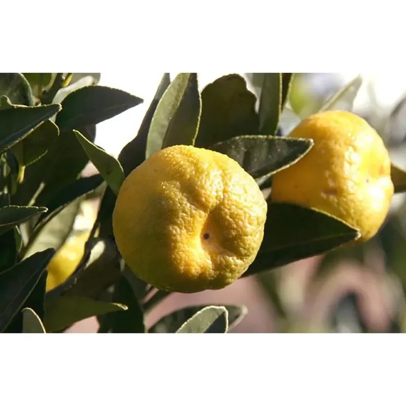 Albero da frutto Citrus limetta Pursha mezzo fusto Voordeelprijs