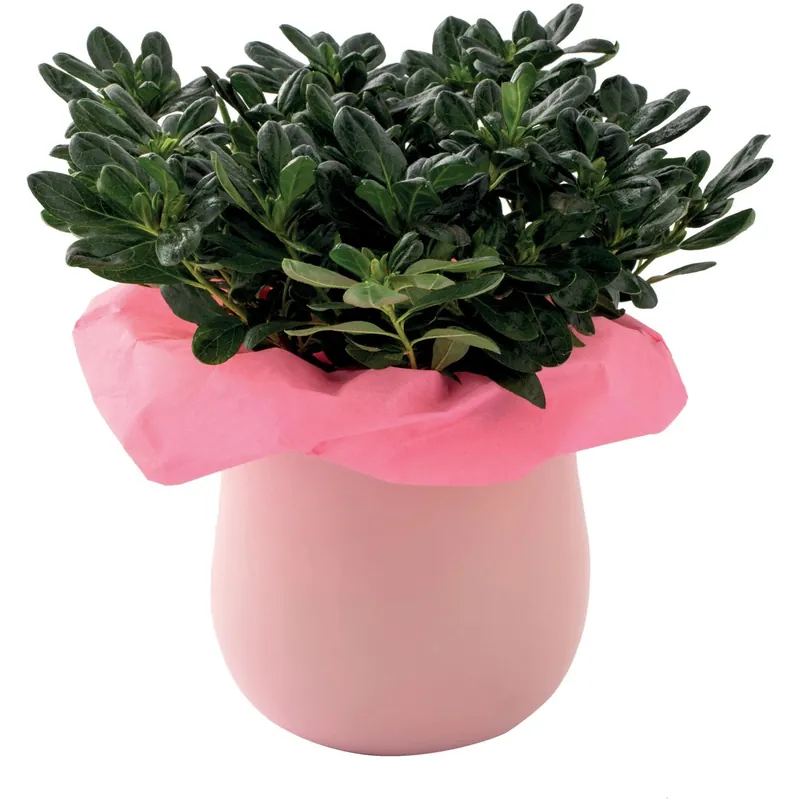 Azalea con vaso in ceramica Koopje