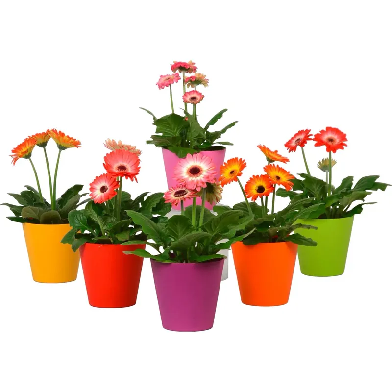 Voordeelprijs Gerbera colori assortiti vaso Ø 12 cm