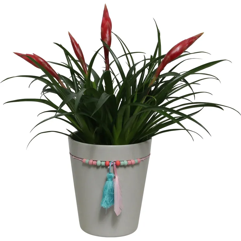 Vriesea Multiflora Astrid vaso in ceramica Ø 13 cm Direct Beschikbaar