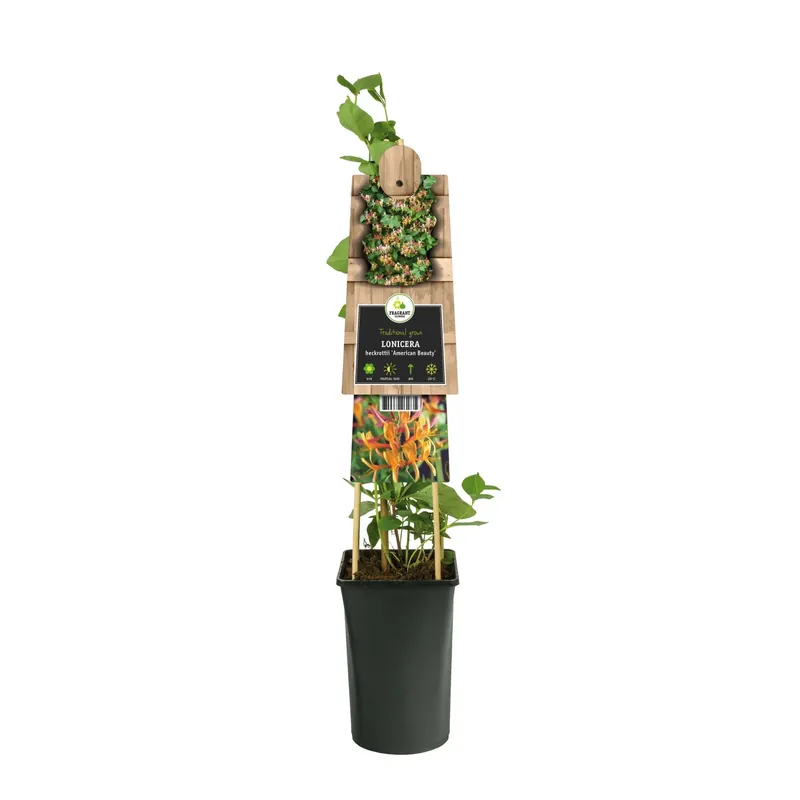 Voordeelprijs Lonicera Heckrottii American Beauty vaso Ø 17 cm
