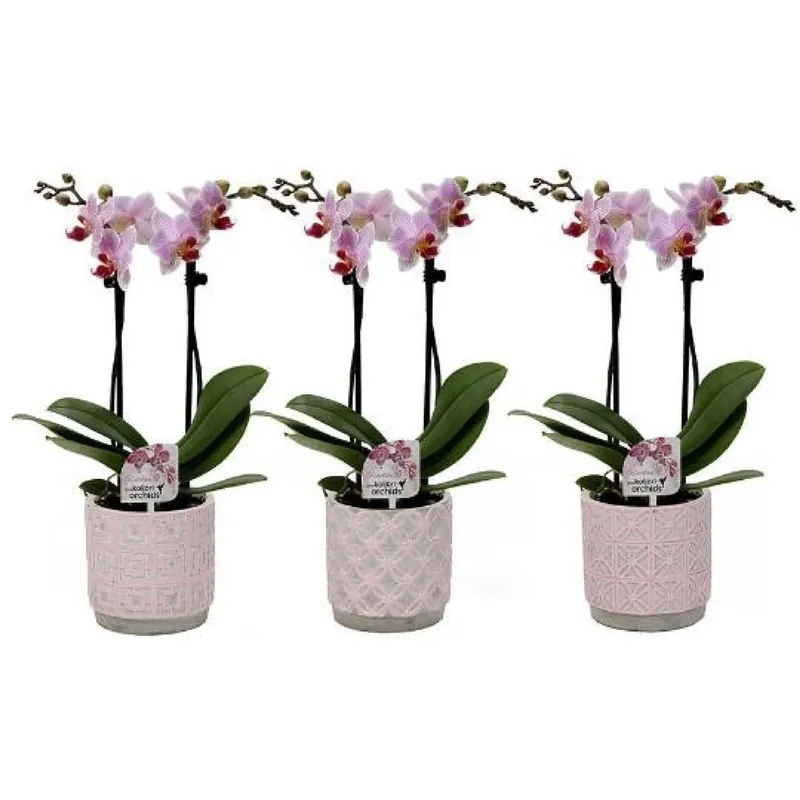 Alleen Vandaag Orchidea farfalla in vaso di ceramica retrò rosa Ø 9 cm