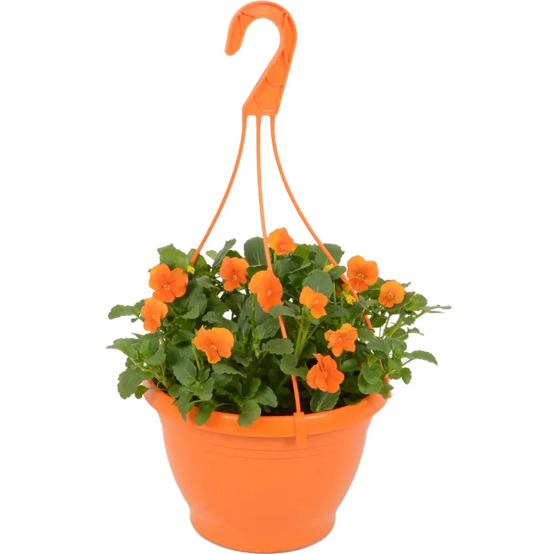 Viola cornuta in fioriera sospesa H 20-30 cm colori assortiti Must-Have