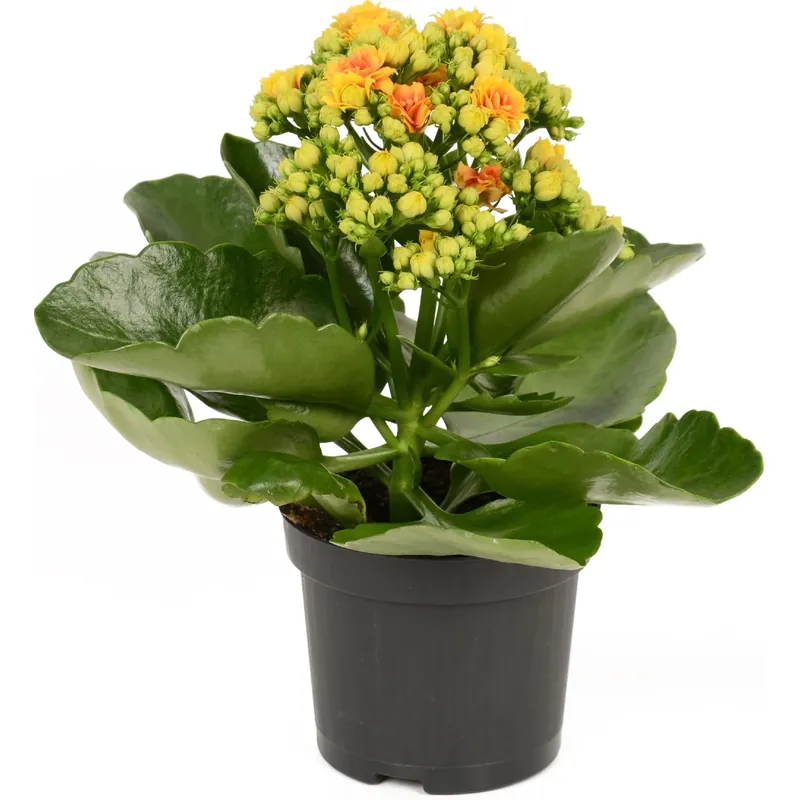 Actieprijs Kalanchoe bossfeldiana Signal giallo e arancione H 12/17 vaso Ø 9 cm