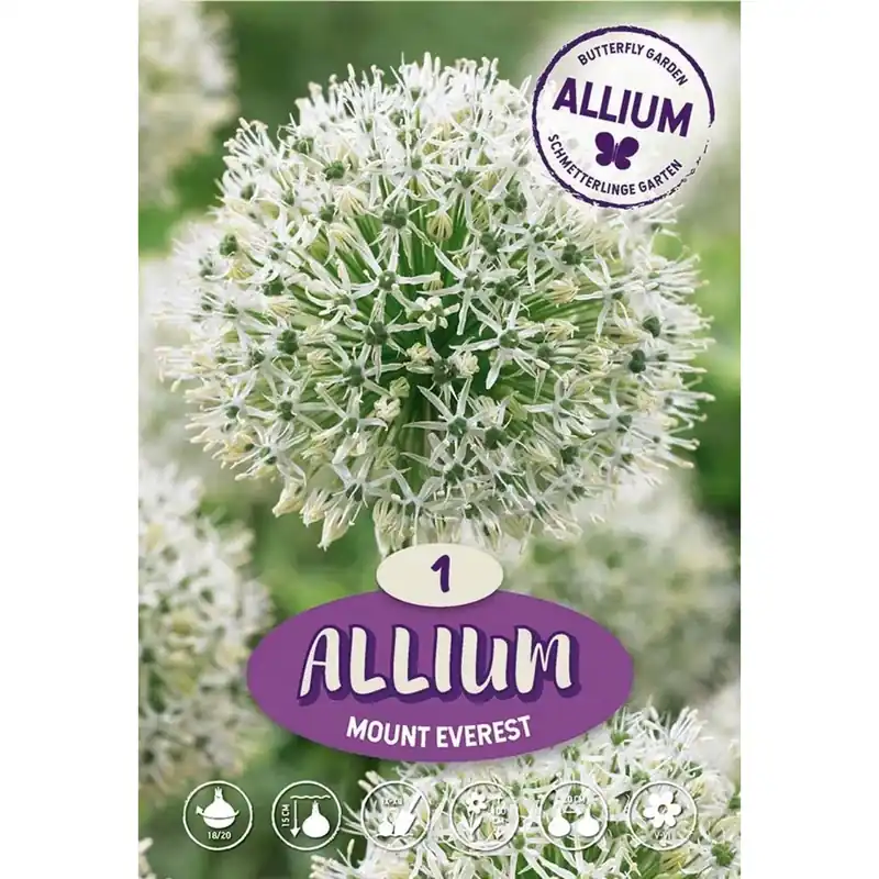 Allium Mount Everest Dagaanbieding
