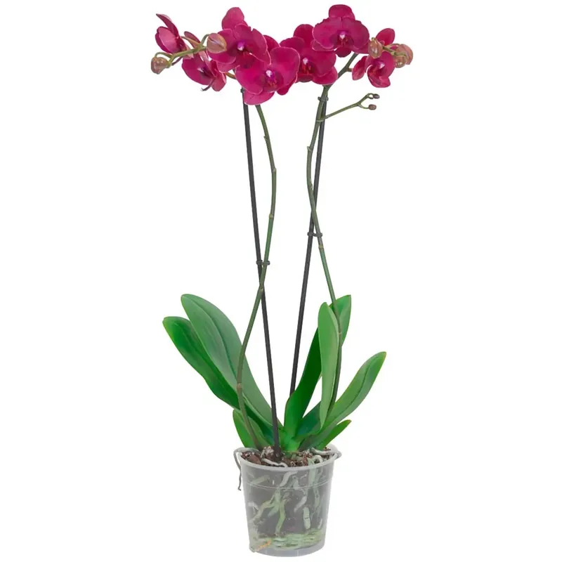 Voordeelprijs Orchidea Phalaenopsis 2 steli rosso vaso Ø 12 cm