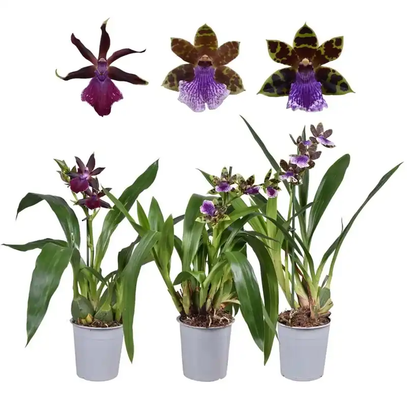 Zygopetalu M Con vaso 5 cm Populair