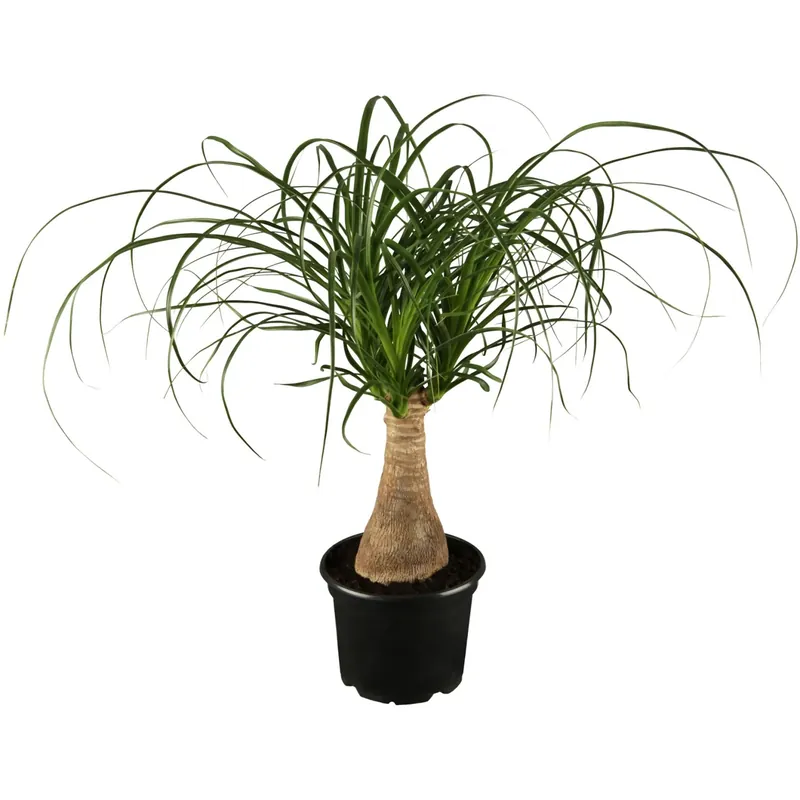 Beaucarnea recurvata vaso Ø 17 cm Finale Uitverkoop
