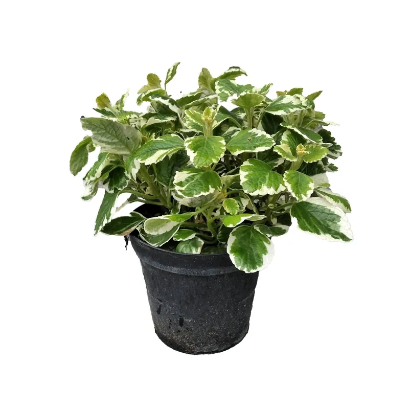 Aanbieding Incenso Plectranthus vaso Ø cm 14