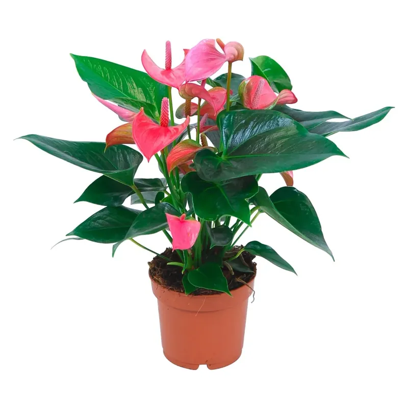 Anturium rosa vaso Ø 12 cm Finale Uitverkoop