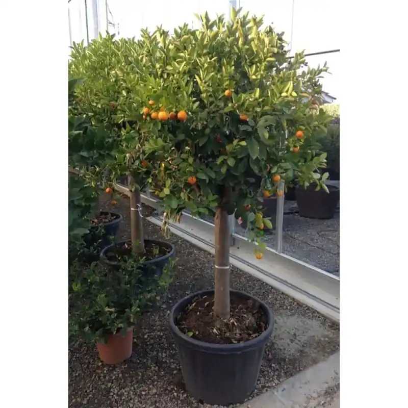 Alleen Vandaag Pianta da frutto Calamondino Citrus mitis mezzo fusto h 120/130 cm