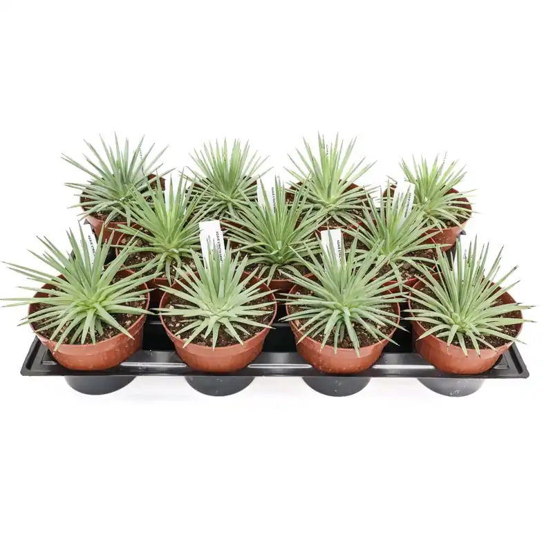 Agave stricta nana - Piante grasse vaso Ø 12 cm Shop Nu
