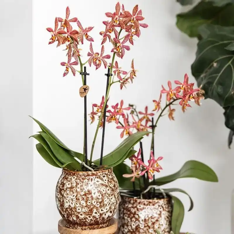 Actieprijs Orchidea Phalaenopsis 2 Rami Spider arancione vaso Ø9cm