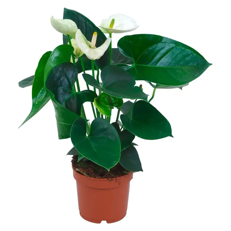 Anturium bianco vaso Ø 12 cm Gecertificeerd