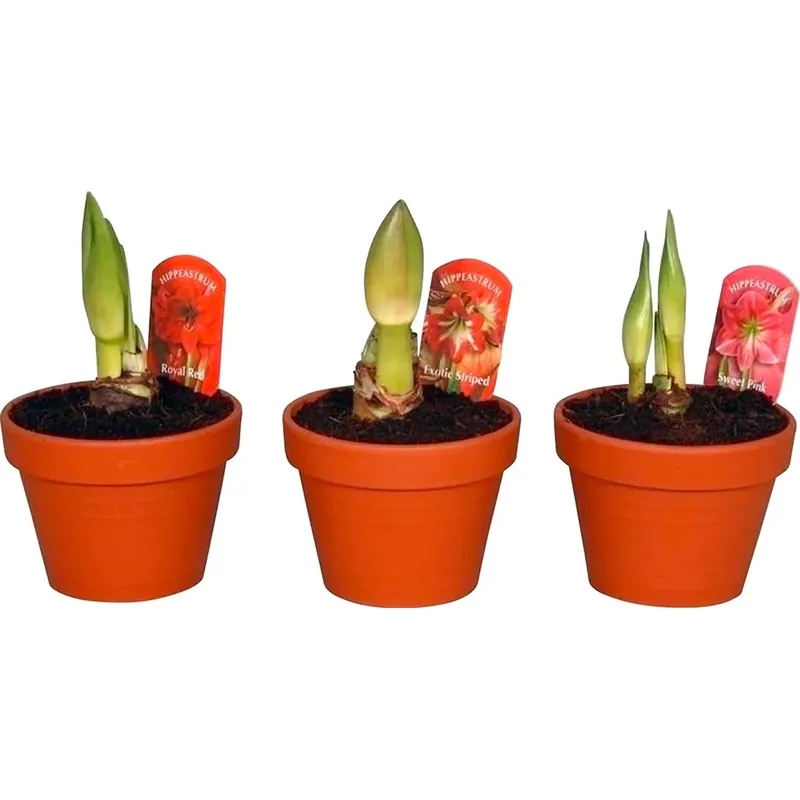 Amaryllis Jumbo 2 bulbi vaso terracotta Ø 15 cm Actieprijs