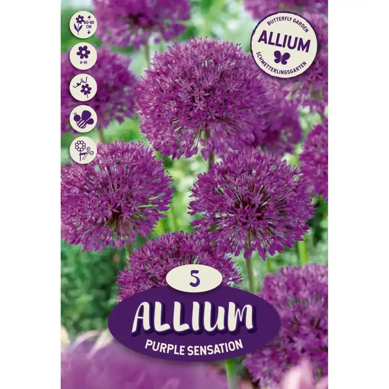 Allium Purple Sensation 5 pz Merkproduct