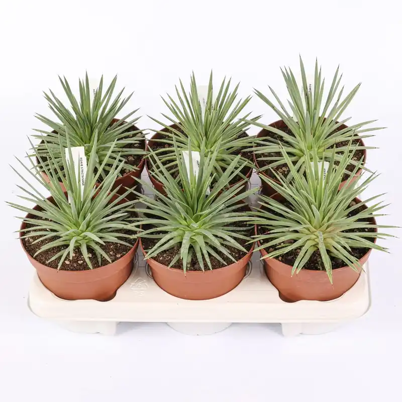 Agave stricta nana piante grasse vaso Ø 14 cm Laatste Versie