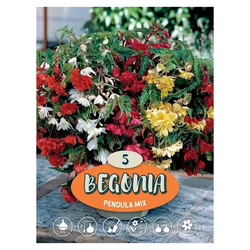 Begonia Pendula multicolor H 35 cm Lage Kosten