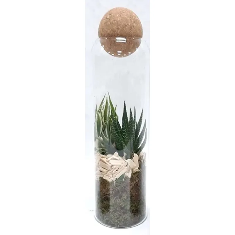 Arr 2pp in vaso 9 cm Must-Have