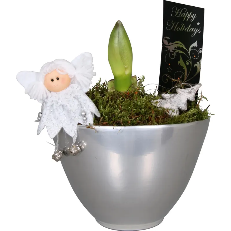 Amaryllis composizione vaso di ceramica Ø 14 cm Bestel Nu