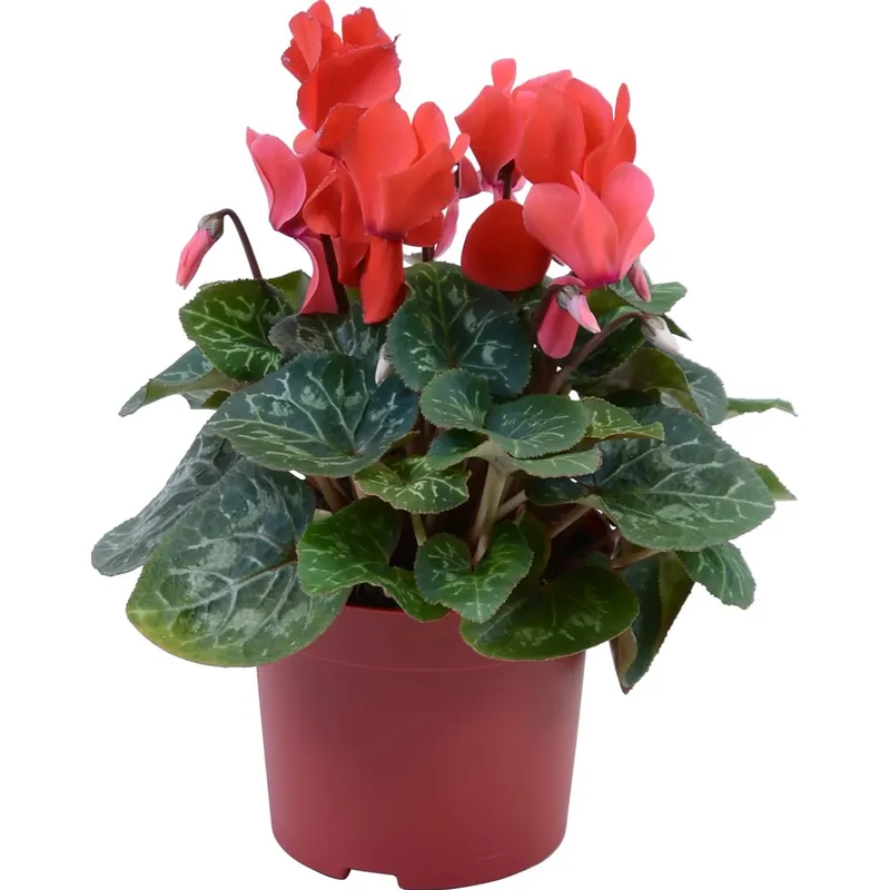 Actieprijs Ciclamino Persicum Midi a fiori grandi rosso vaso Ø 12 cm