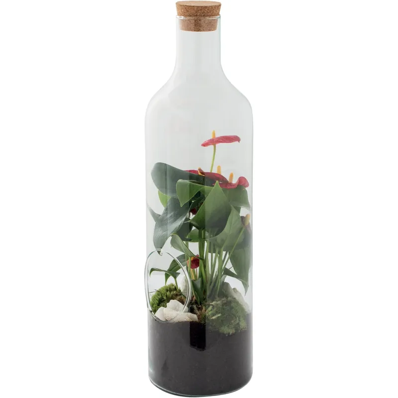 Anthurium in bottiglia in vetro Koop Vandaag