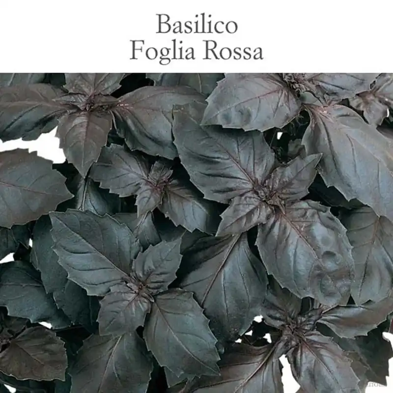 Basilico Foglia rossa vaso 10 cm Laatste Versie