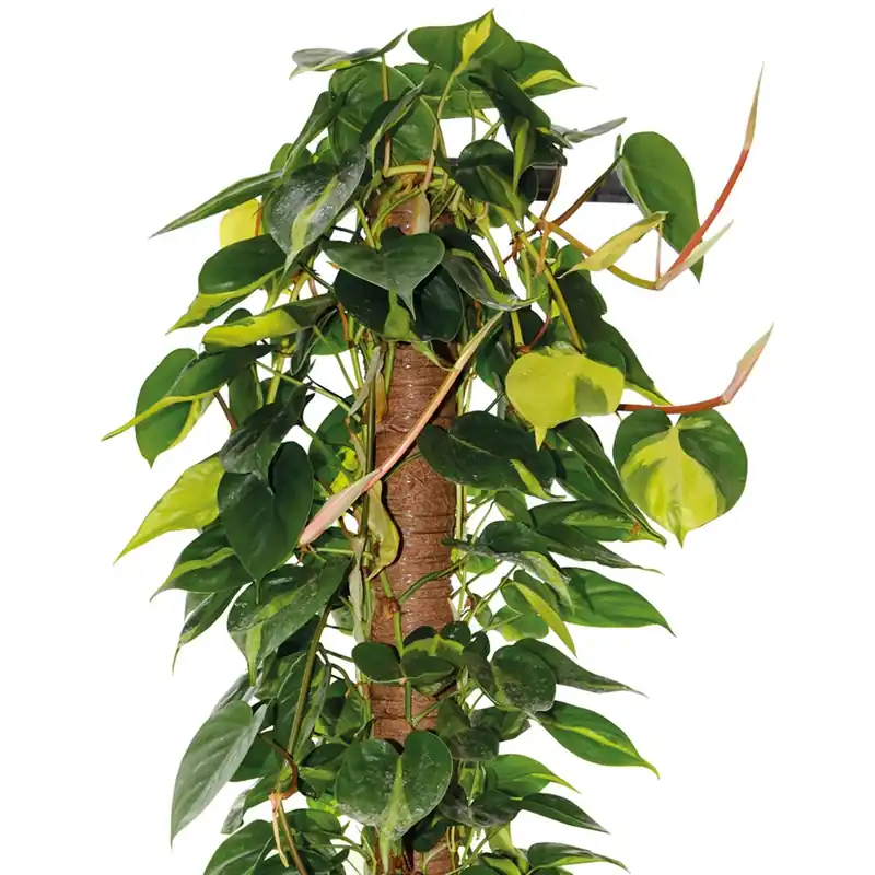 Bastone Muschiato H 120xØ 5 cm Favoriet