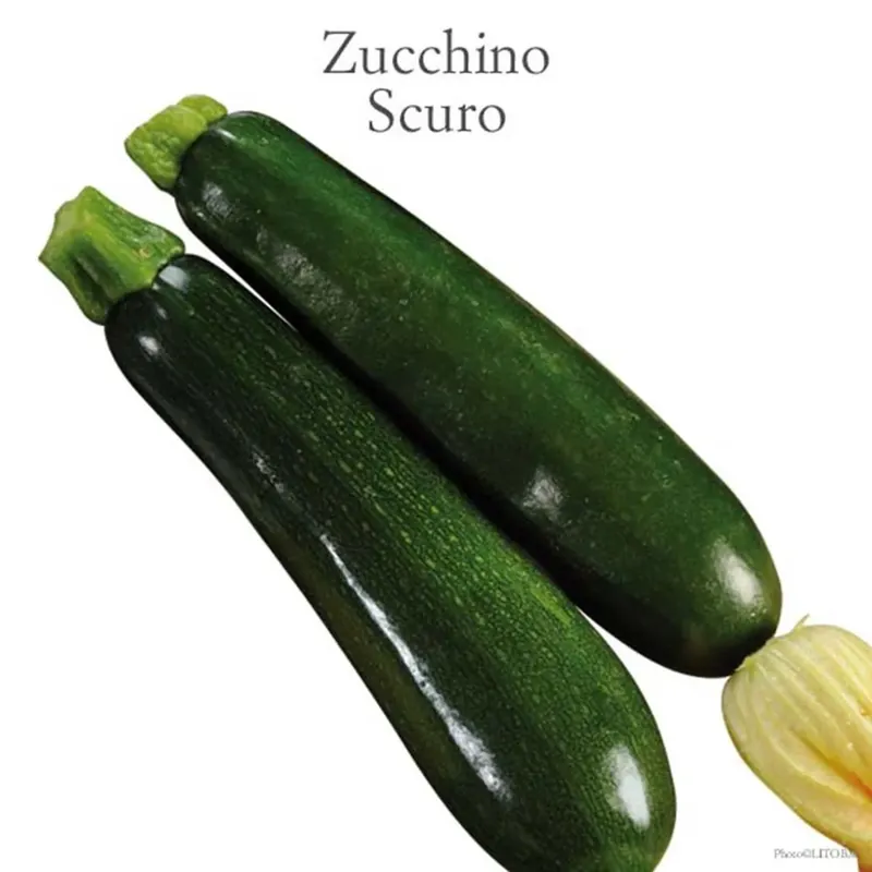 Zucchino President scuro vaschetta 4 pz Lage Kosten