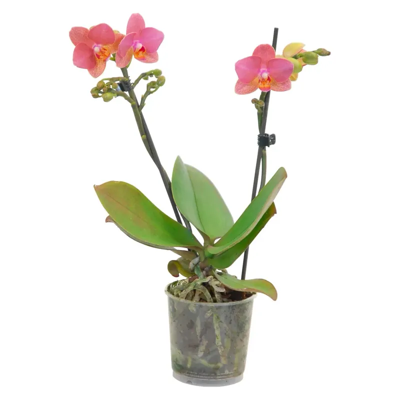 Weekendaanbieding Orchidea farfalla multiflora 2 steli arancione e giallo in vaso Ø 9 cm