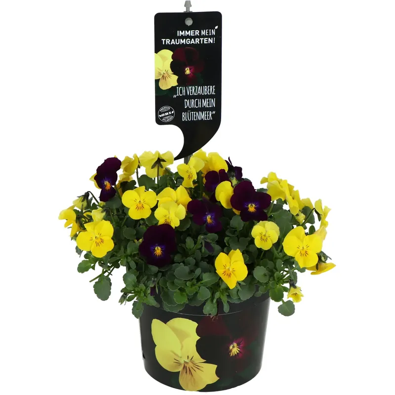 Viola del pensiero assortita H15-20 x Ø 12 cm violetti/gialli Lage Prijs