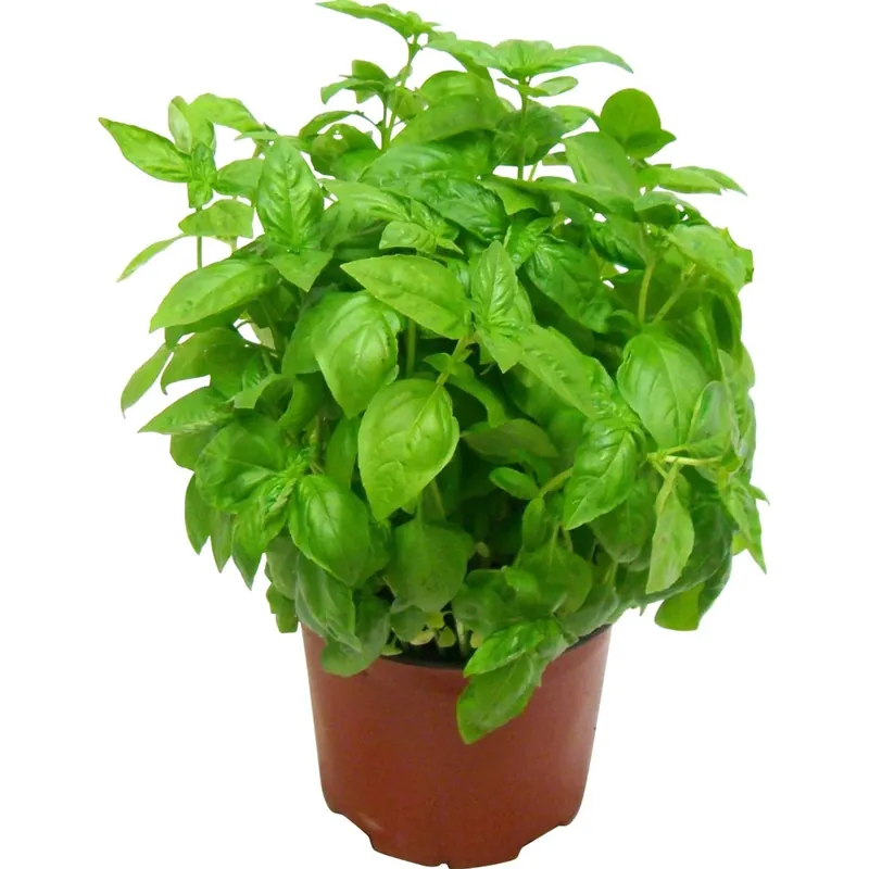 Basilico vaso 15 cm Bestel Nu