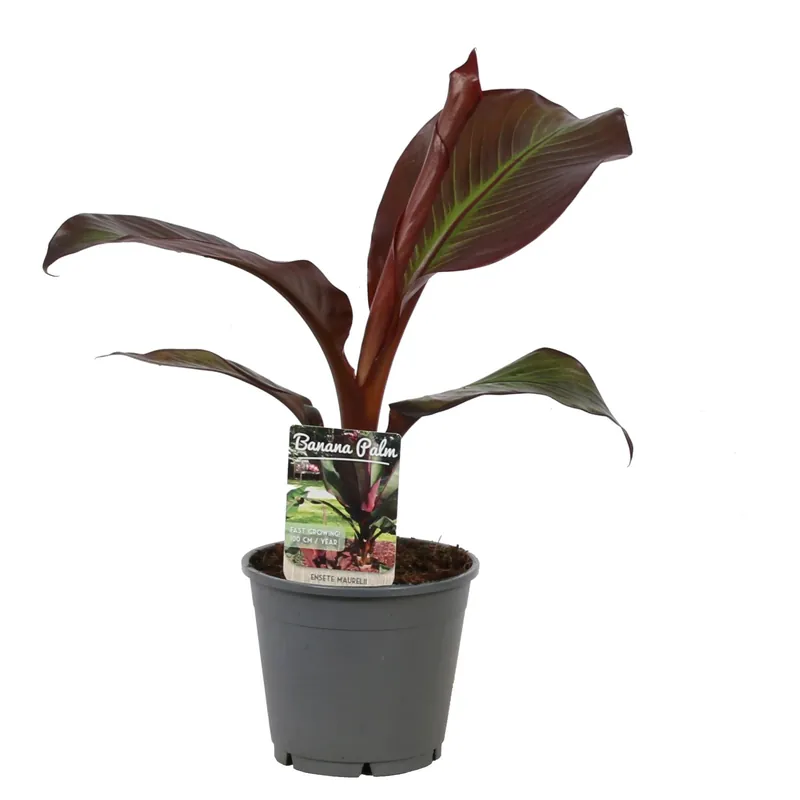 Banano ornamentale Red Banana con vaso Ø 14 cm H 6-65 cm Must-Have