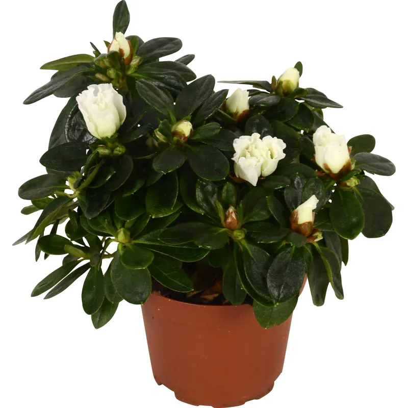 Azalee mix vaso Ø 9 cm Exclusieve Aanbieding