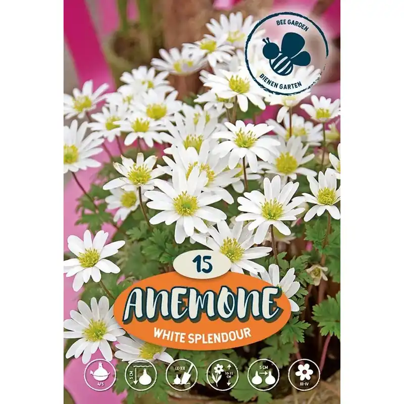 Anemone White Splendour Favoriet