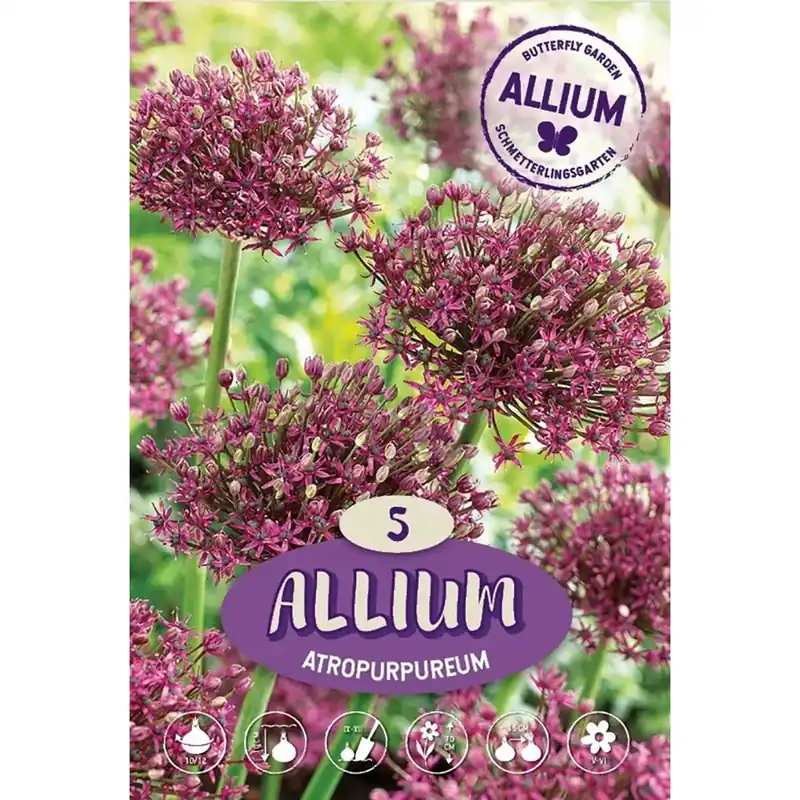 Allium Atropurpureum porpora scuro 5 bulbi Favoriet